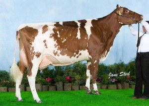 Pictured at AgriScot 2009 as a second calver.