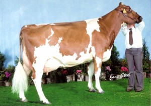Pictured in her second lactation at AgriScot 2008.